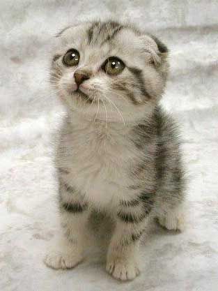[Image: cute-kittenweee.jpg]