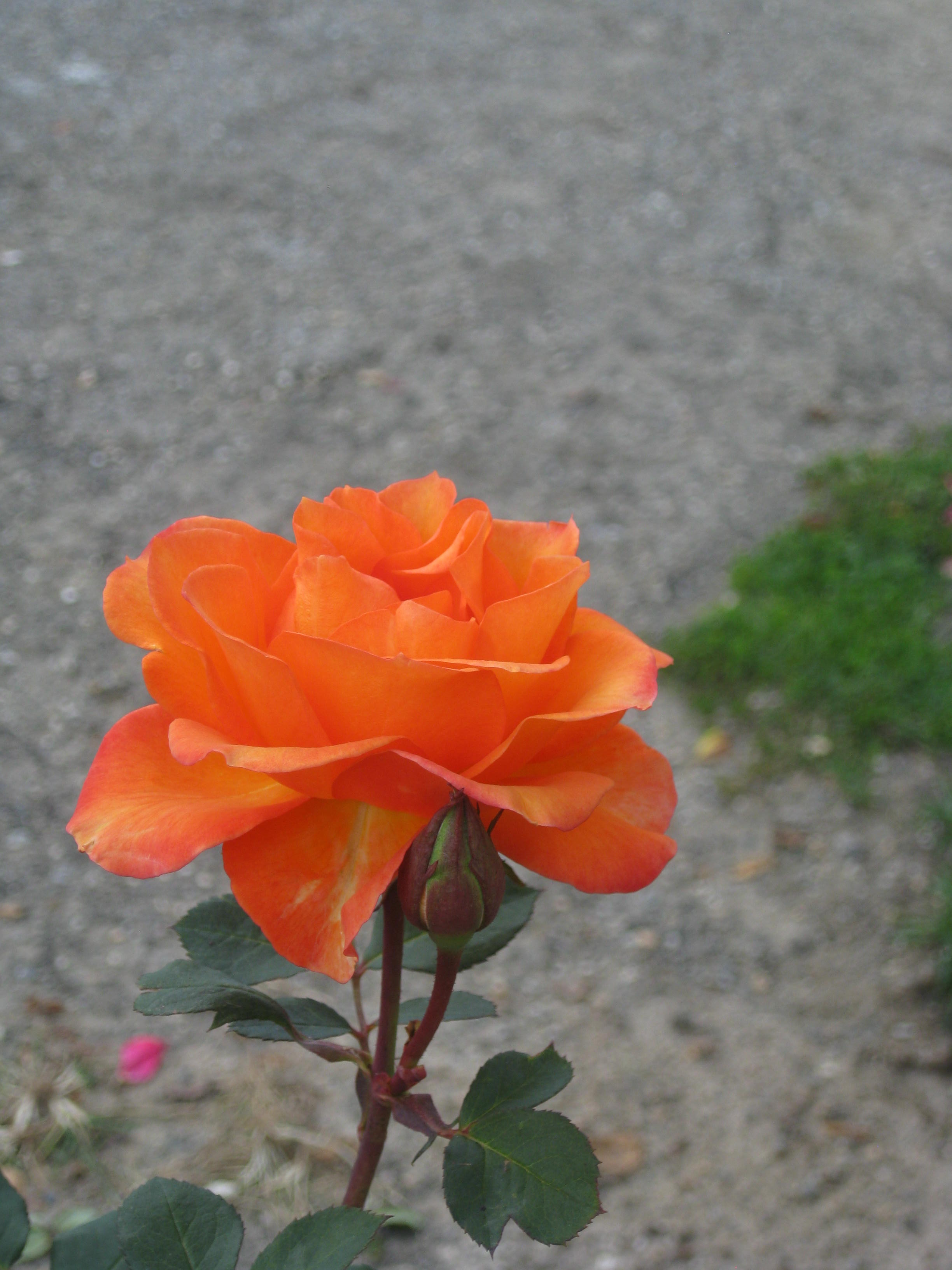 A Rose for Remembrance